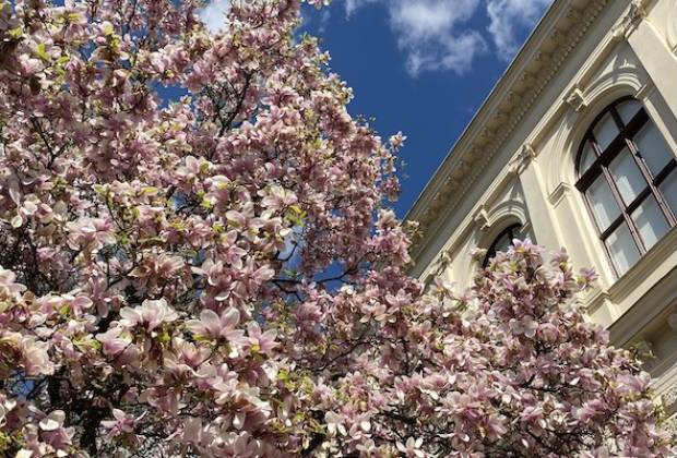 MAGNOLIJA_6131