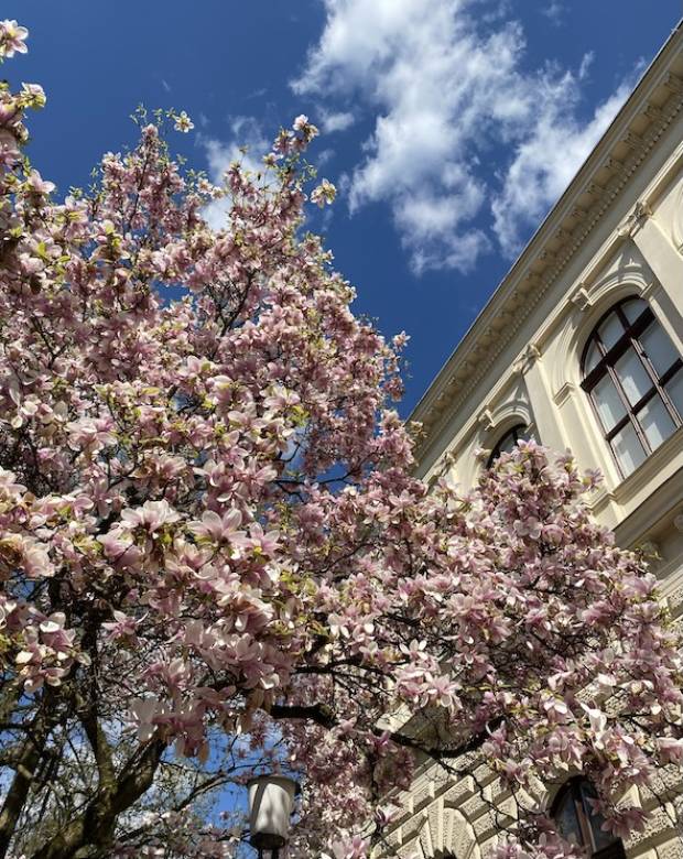 MAGNOLIJA_6131