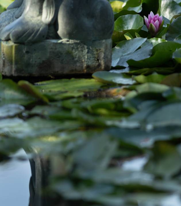 Pond_8R4A6274